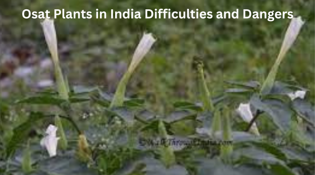 Biodiversity Wonders of India: Exploring the Unique and Endangered Osat Plants