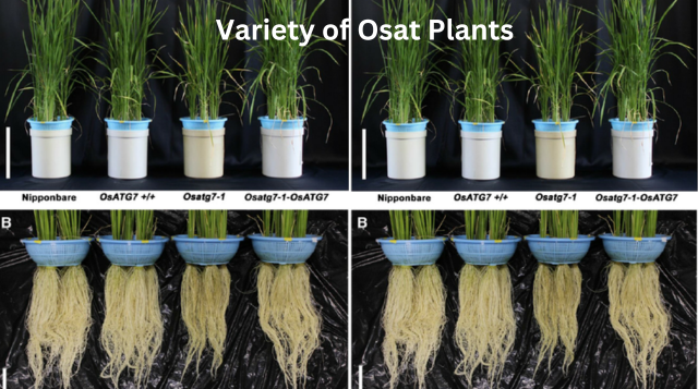 Osat Plants In India the Unique and Endangered: Biodiversity Wonders